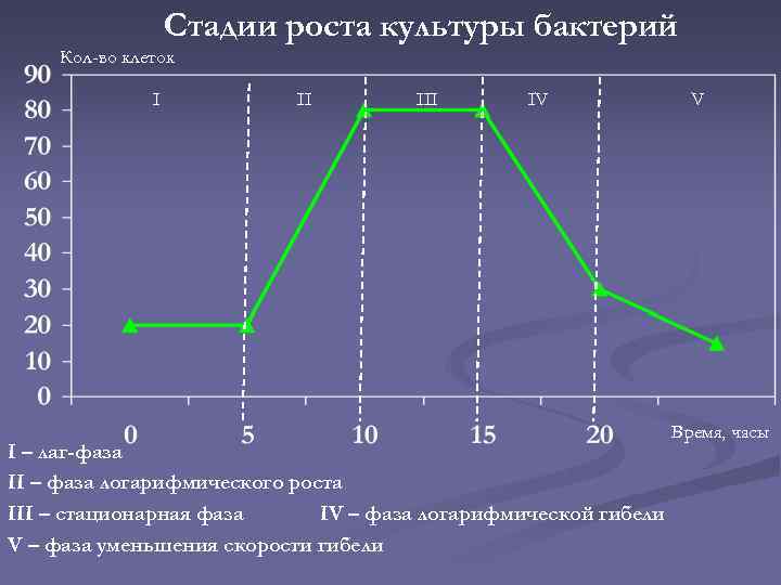 Стадии роста культуры бактерий Кол-во клеток I II IV I – лаг-фаза II –