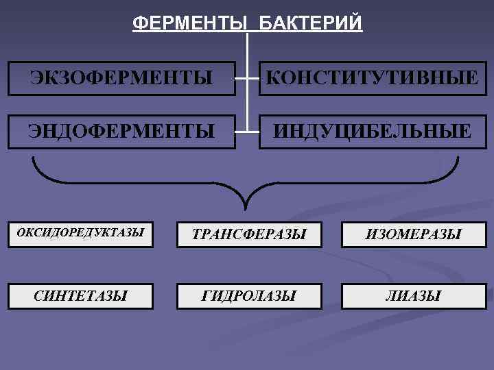 Ферменты бактерий. Конститутивные ферменты бактерий. Экзоферменты и эндоферменты. Конститутивные и индуцибельные ферменты. Индуцибельные ферменты бактерий.