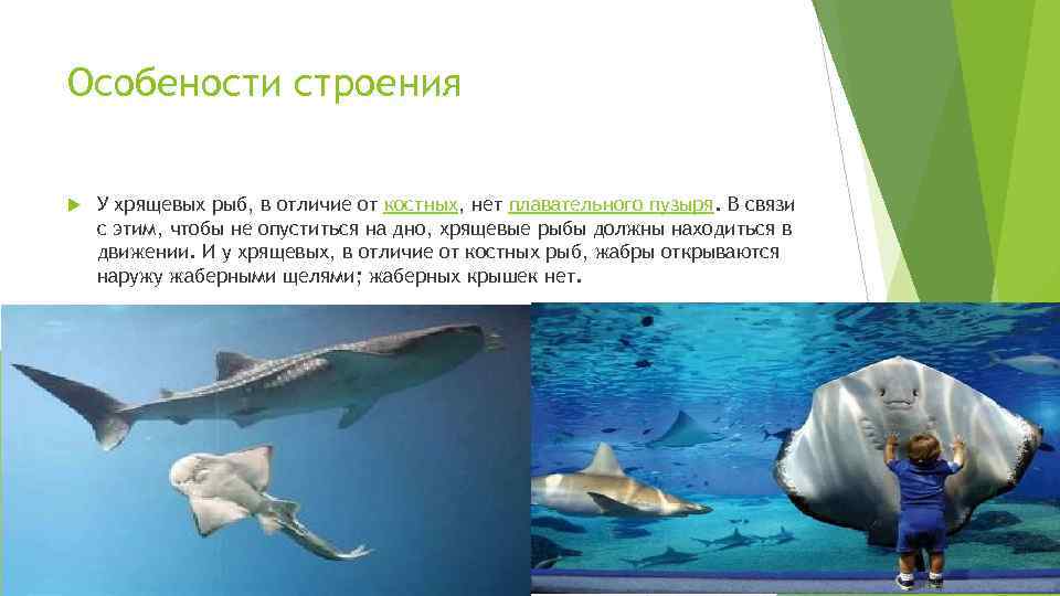 Особености строения У хрящевых рыб, в отличие от костных, нет плавательного пузыря. В связи