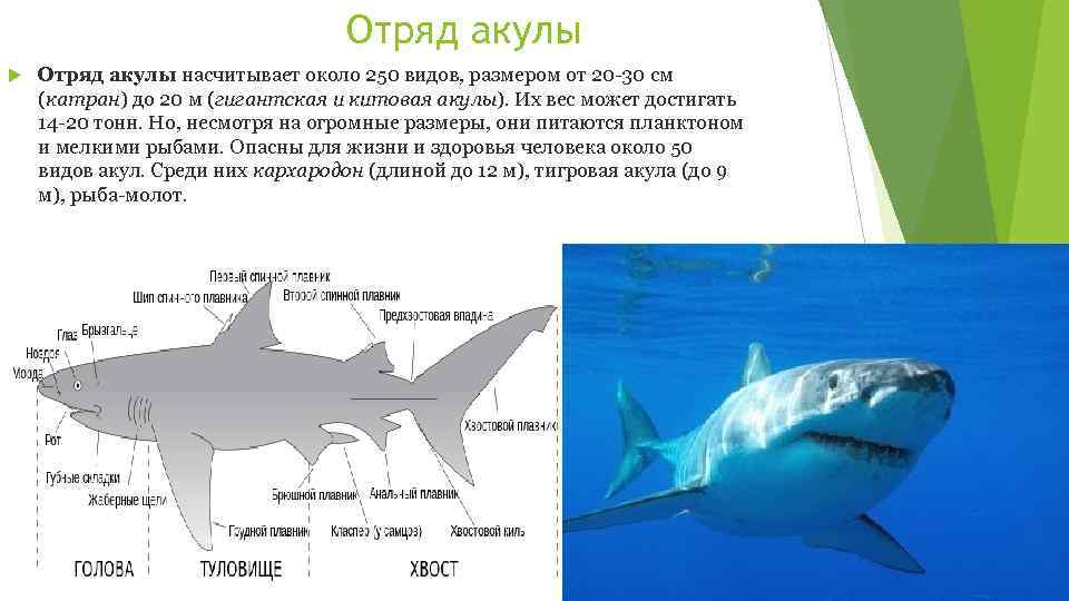 Отряд акулы насчитывает около 250 видов, размером от 20 -30 см (катран) до 20