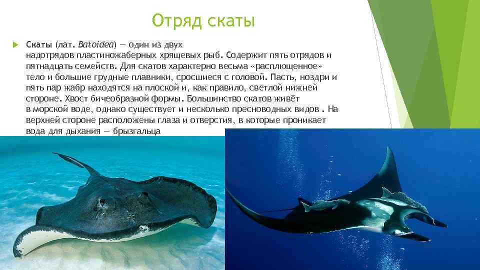 Отряд скаты Скаты (лат. Batoidea) — один из двух надотрядов пластиножаберных хрящевых рыб. Содержит