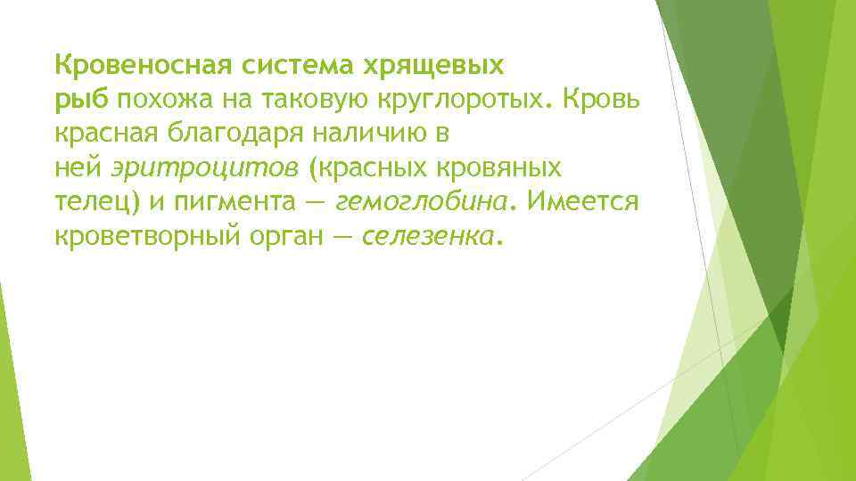 Кровеносная система хрящевых рыб похожа на таковую круглоротых. Кровь красная благодаря наличию в ней