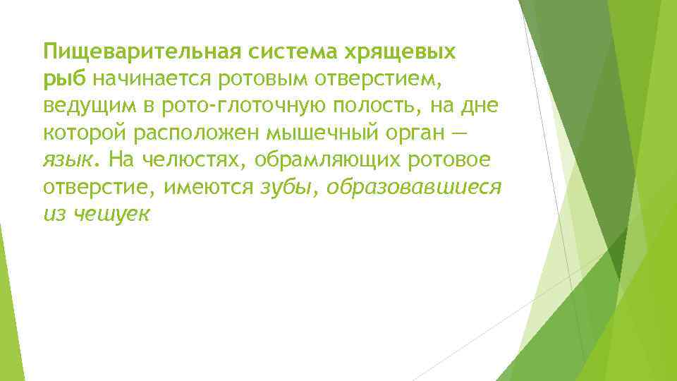 Пищеварительная система хрящевых рыб начинается ротовым отверстием, ведущим в рото-глоточную полость, на дне которой