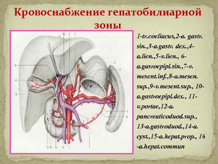 Кровоснабжение гепатобилиарной зоны 1 -tr. coeliacus, 2 -a. gastr. sin. , 3 -a. gastr.