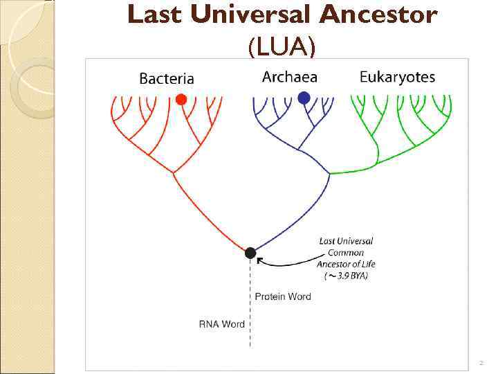 Last Universal Ancestor (LUA) 2 