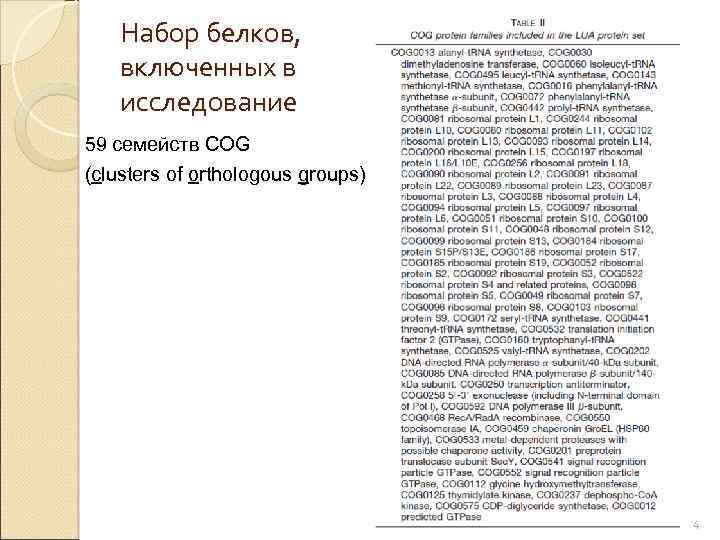 Набор белков, включенных в исследование 59 семейств COG (clusters of orthologous groups) 4 