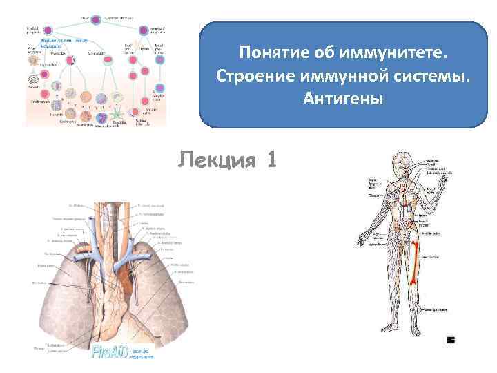 Понятие об иммунитете. Строение иммунной системы. Антигены Лекция 1 