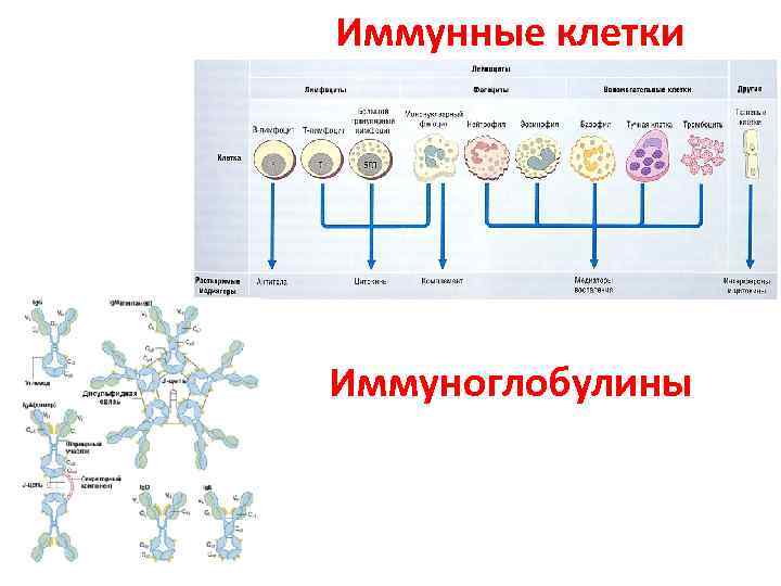 Иммунокомпетентные клетки схема