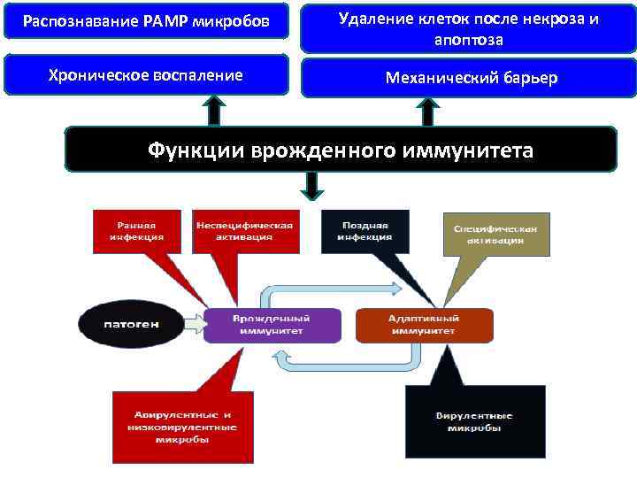 Распознавание РАМР микробов Удаление клеток после некроза и апоптоза Хроническое воспаление Механический барьер Функции