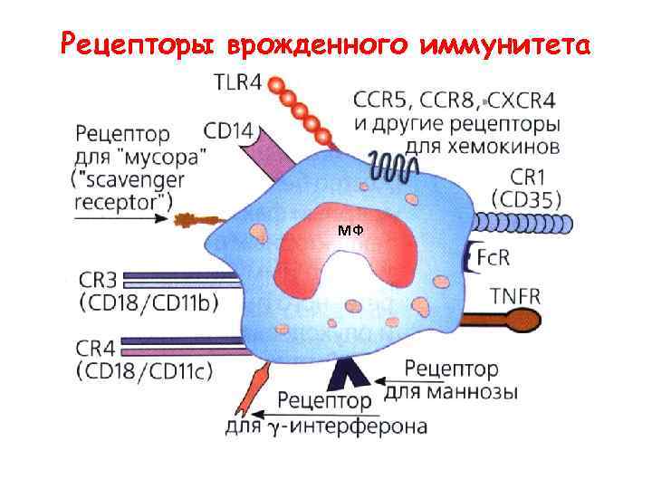 Рецепторы врожденного иммунитета МФ 