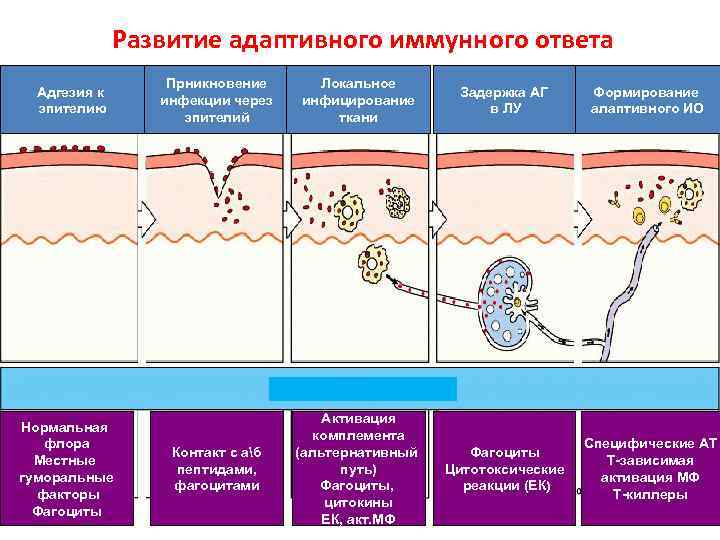 Развитие адаптивного иммунного ответа Адгезия к эпителию Нормальная флора Местные гуморальные факторы Фагоциты Прникновение