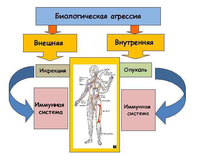 Биологическая агрессия Внешняя Инфекция Иммунная система Внутренняя Опухоль Иммунная система 