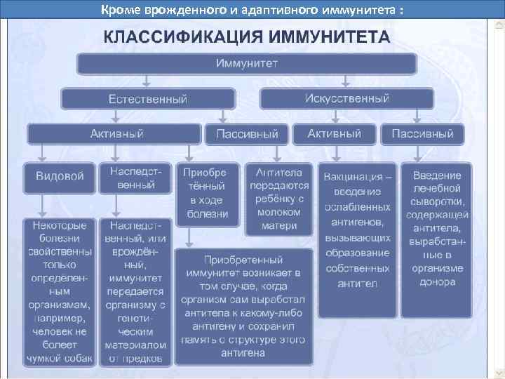 Кроме врожденного и адаптивного иммунитета : 