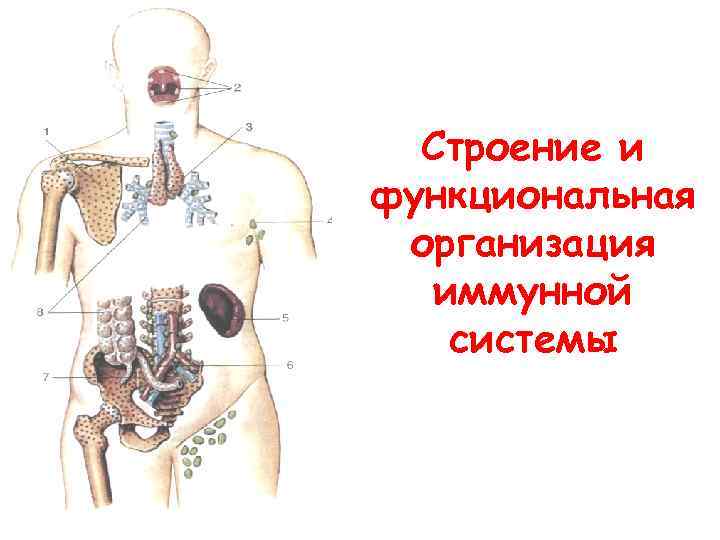 Строение и функциональная организация иммунной системы 