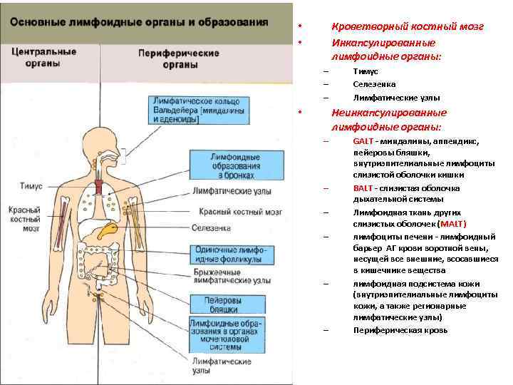 Кроветворный костный мозг Инкапсулированные лимфоидные органы: • • – – – Тимус Селезенка Лимфатические