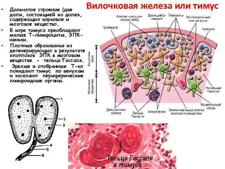  • • Дольчатое строение (две доли, состоящией из долек, содержащих корковое и мозговое