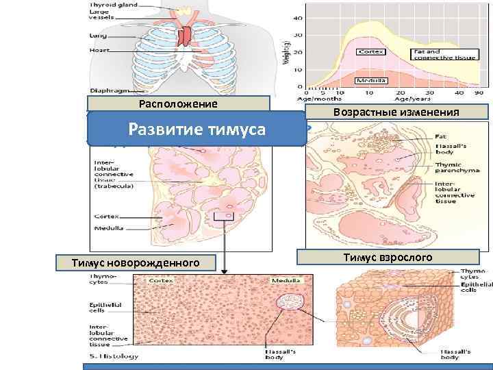 Расположение Развитие тимуса Тимус новорожденного Возрастные изменения Тимус взрослого 