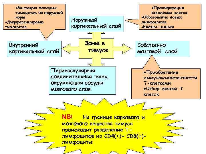 ·Миграция молодых тимоцитов из наружной коры ·Дифференцировка тимоцитов Наружный кортикальный слой Внутренний кортикальный слой