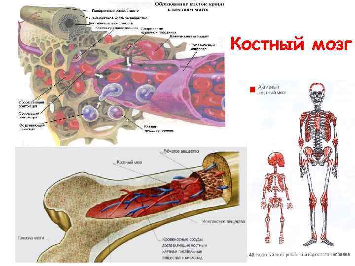 Костный мозг 