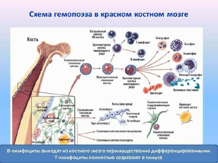 Структура иммунной системы схема - 85 фото