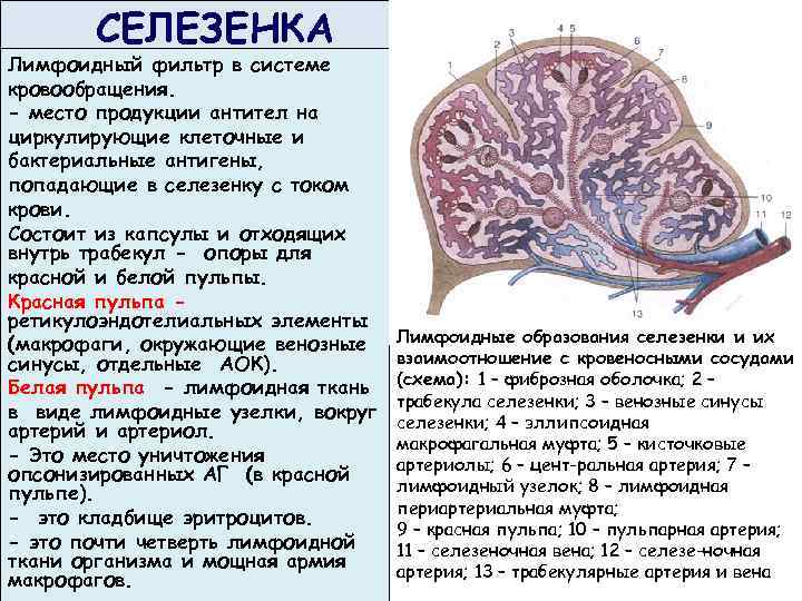 СЕЛЕЗЕНКА Лимфоидный фильтр в системе кровообращения. - место продукции антител на циркулирующие клеточные и