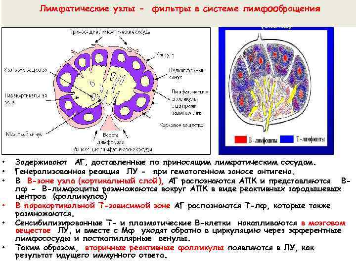 Лимфатические узлы - фильтры в системе лимфообращения • • • Задерживают АГ, доставленные по