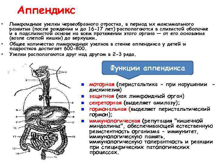 Аппендикс • • • Лимфоидные узелки червеобразного отростка, в период их максимального развития (после