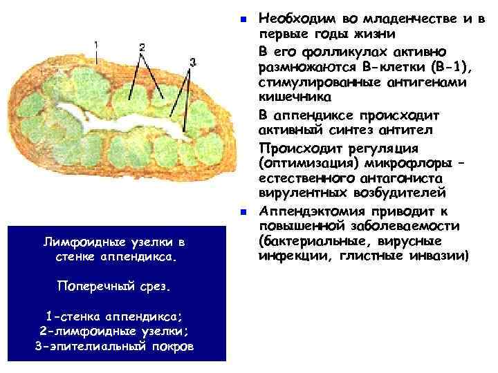 n n n Лимфоидные узелки в стенке аппендикса. Поперечный срез. 1 -стенка аппендикса; 2