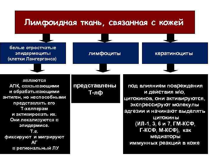 Лимфоидная ткань, связанная с кожей белые отростчатые эпидермоциты (клетки Лангерганса) являются АПК, связывающими и