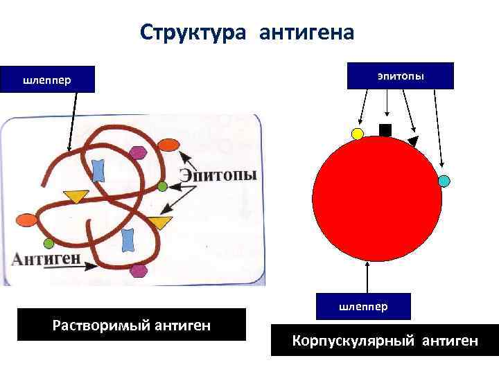 Структура антигена шлеппер эпитопы шлеппер Растворимый антиген Корпускулярный антиген 