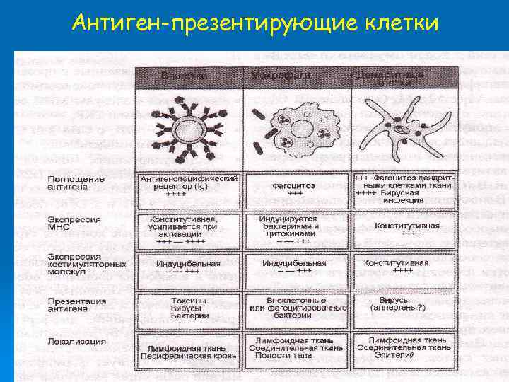 Антиген-презентирующие клетки 