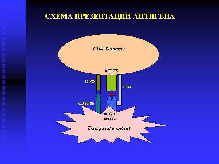  СХЕМА ПРЕЗЕНТАЦИИ АНТИГЕНА CD 4+Т-клетка αβTCR CD 28 CD 4 CD 80/86 MHC-II+