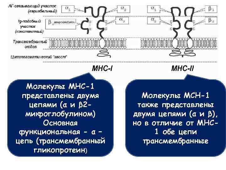 Молекулы МНС-1 представлены двумя цепями (α и β 2 микроглобулином) Основная функциональная - α