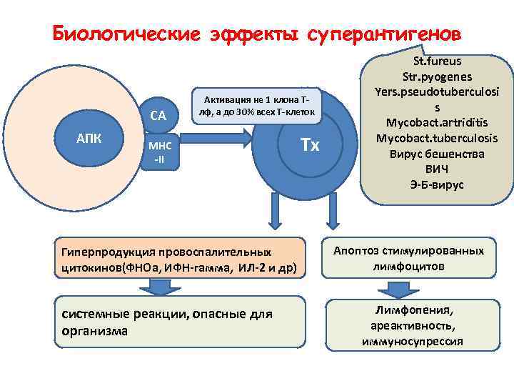 Биологические эффекты суперантигенов СА АПК Активация не 1 клона Тлф, а до 30% всех