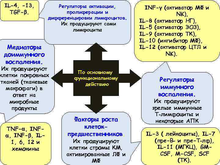 IL-4, -13, TGF-. Регуляторы активации, пролиферации и дифференцировки лимфоцитов. Их продуцируют сами лимфоциты Медиаторы