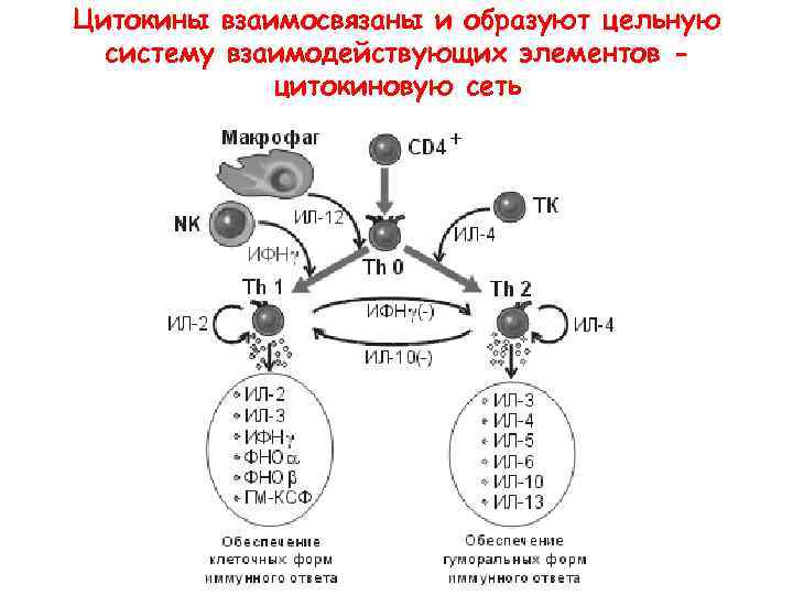 Цитокины взаимосвязаны и образуют цельную систему взаимодействующих элементов цитокиновую сеть 