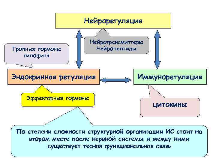 Нейрорегуляция Тропные гормоны гипофиза Нейротрансмиттеры Нейропептиды Эндокринная регуляция Эффекторные гормоны Иммунорегуляция цитокины По степени