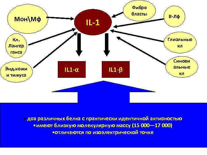 МонМф Фибро бласты IL-1 Глиальные кл Кл. Лангер ганса Энд. кожи и тимуса В-Лф