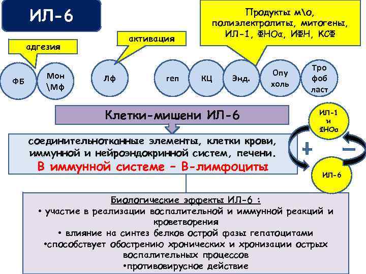 ИЛ-6 активация адгезия ФБ Мон Мф Лф геп Продукты мо, полиэлектролиты, митогены, ИЛ-1, ФНОα,