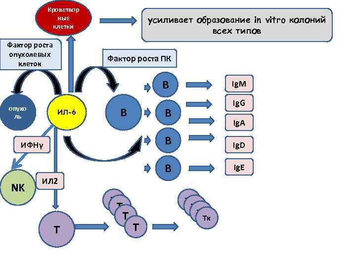 Кроветвор ные клетки Фактор роста опухолевых клеток усиливает образование in vitro колоний всех типов