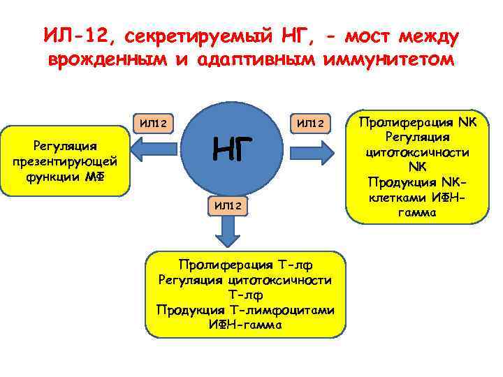 ИЛ-12, секретируемый НГ, - мост между врожденным и адаптивным иммунитетом ИЛ 12 Регуляция презентирующей