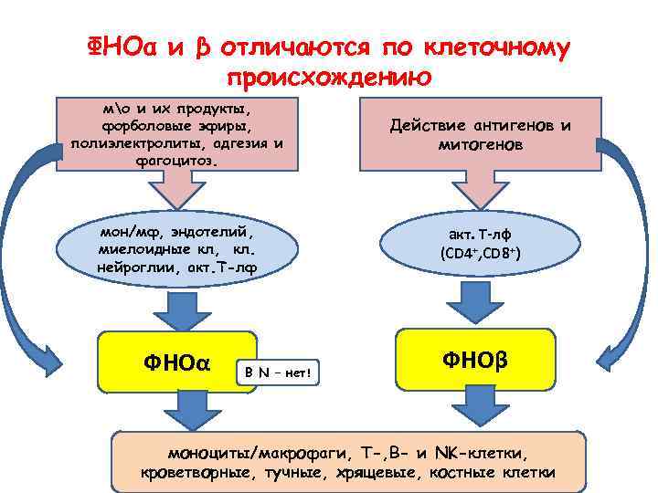 ФНОα и β отличаются по клеточному происхождению мо и их продукты, форболовые эфиры, полиэлектролиты,