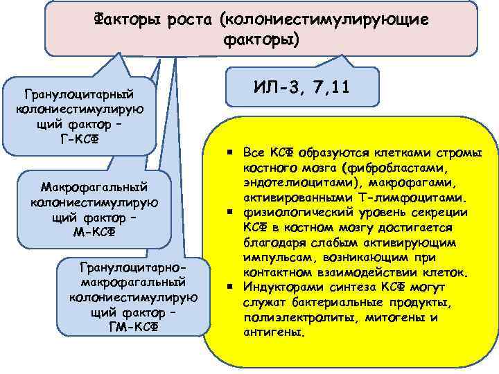 Факторы роста (колониестимулирующие факторы) Гранулоцитарный колониестимулирую щий фактор – Г-КСФ Макрофагальный колониестимулирую щий фактор