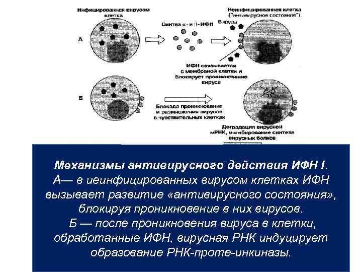 Механизмы антивирусного действия ИФН I. A— в иеинфицированных вирусом клетках ИФН вызывает развитие «антивирусного