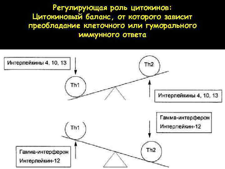 Регулирующая роль цитокинов: Цитокиновый баланс, от которого зависит преобладание клеточного или гуморального иммунного ответа