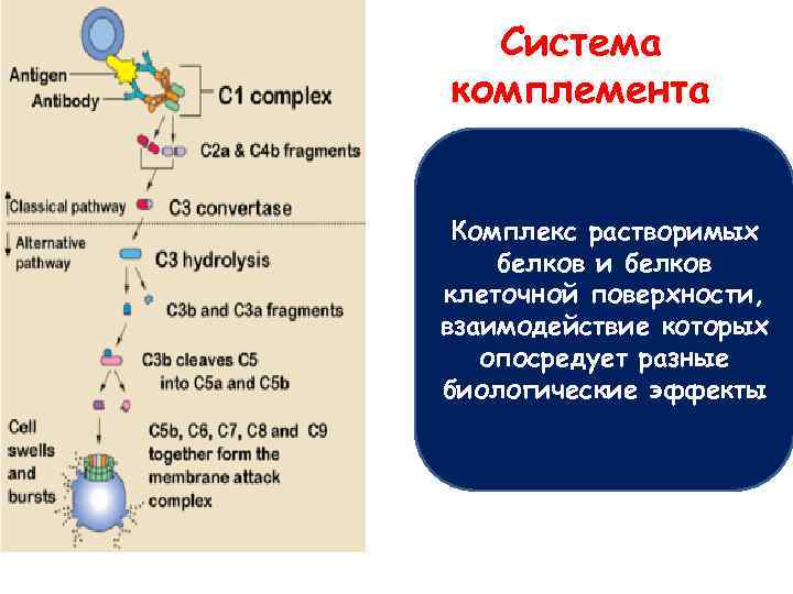 Система комплемента Комплекс растворимых белков и белков клеточной поверхности, взаимодействие которых опосредует разные биологические