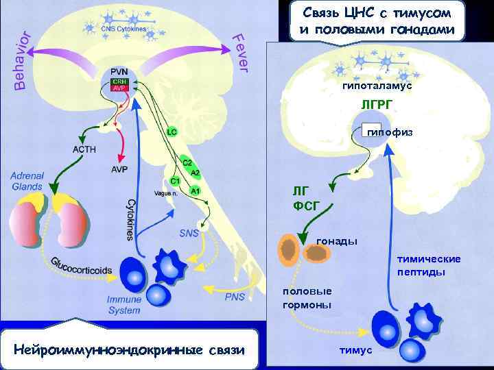 Связь ЦНС с тимусом и половыми гонадами гипоталамус ЛГРГ гипофиз ЛГ ФСГ гонады тимические