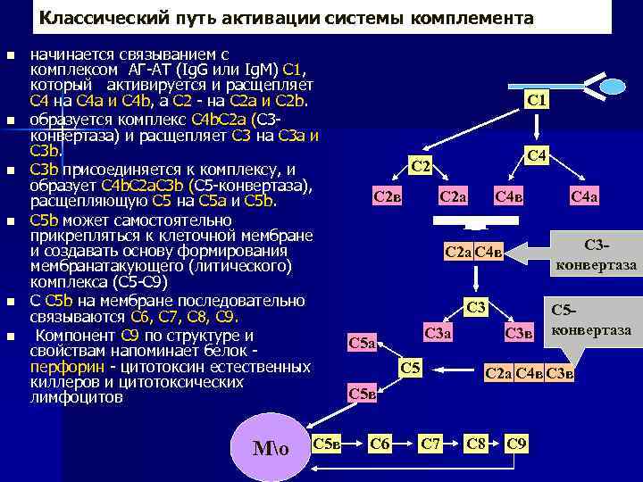 Классический путь активации системы комплемента n n n начинается связыванием с комплексом АГ-АТ (Ig.