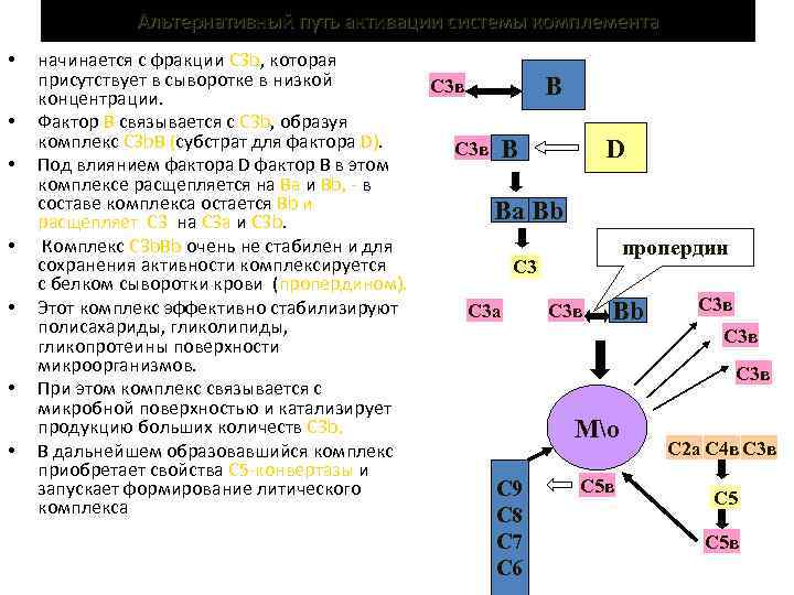 Альтернативный путь активации системы комплемента • • начинается с фракции С 3 b, которая