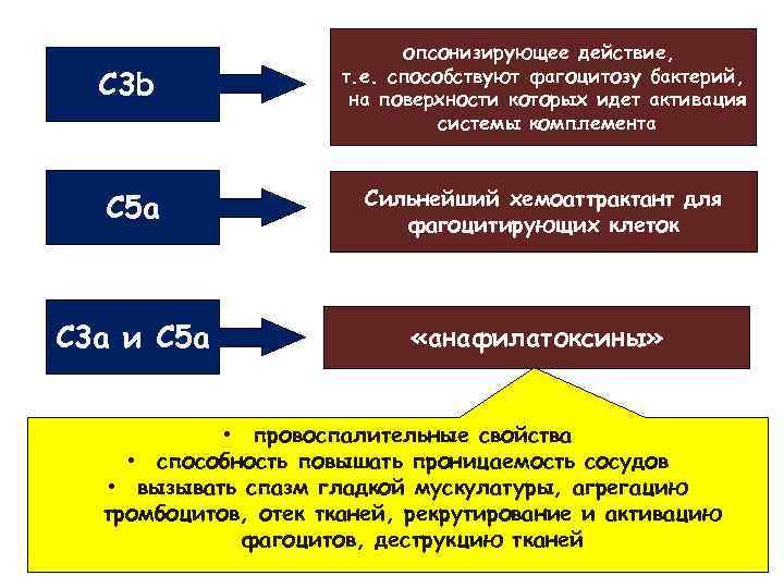 C 3 b C 5 a C 3 a и C 5 a опсонизирующее